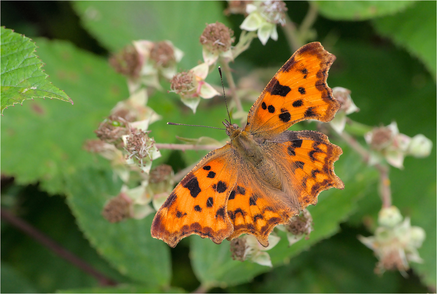 C-Falter (Polygonia c-album)