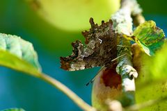 C-Falter (Polygonia c-album)