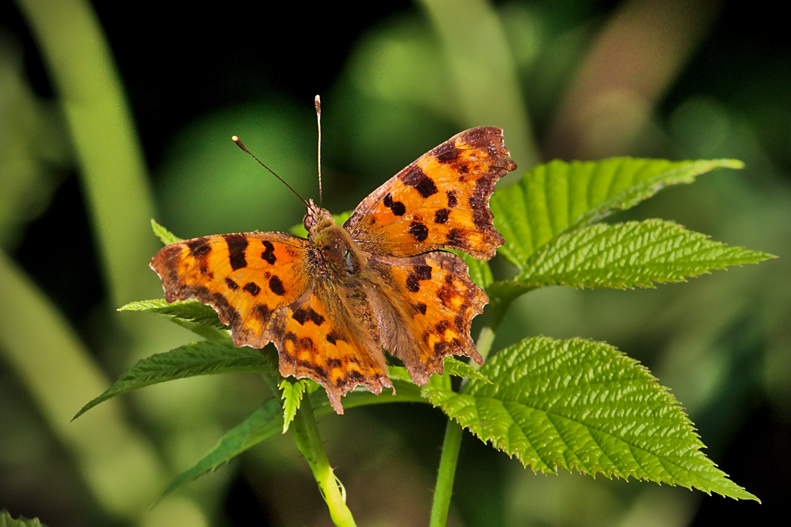 C-Falter (Polygonia c-album) 2