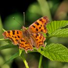 C-Falter (Polygonia c-album) 2