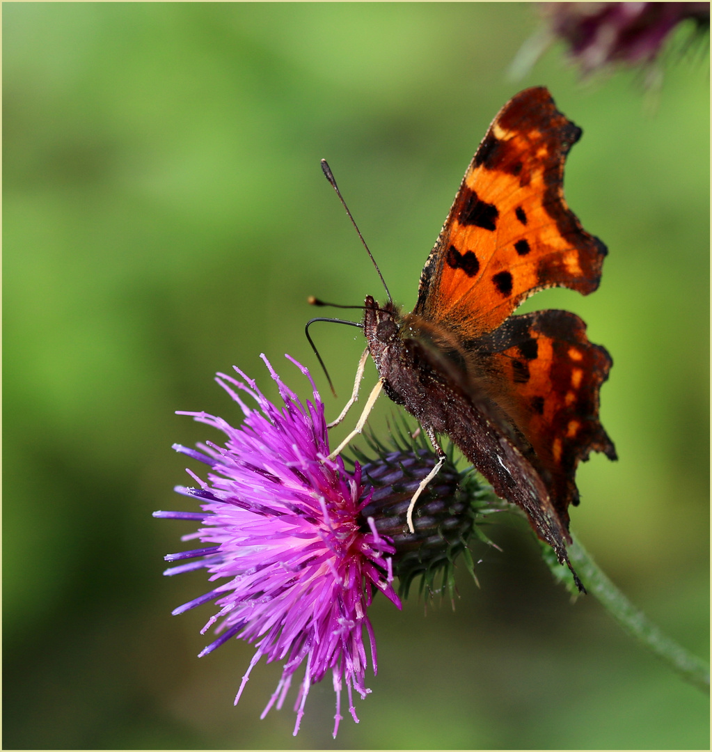 C-Falter (Polygonia c-album).