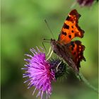 C-Falter (Polygonia c-album).