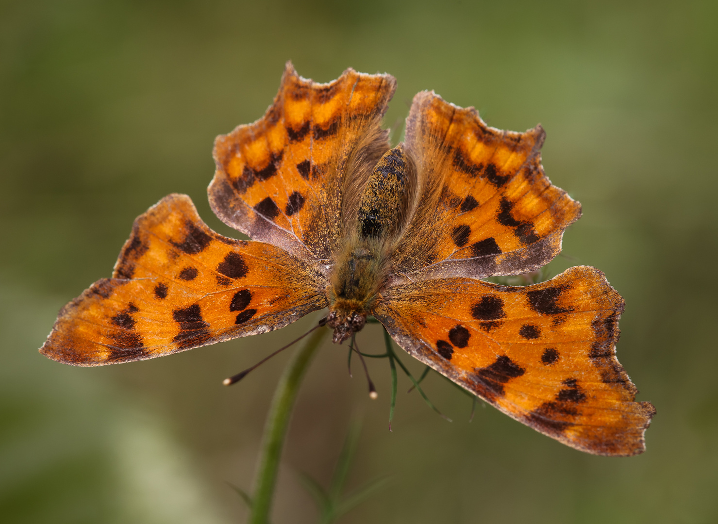 C-Falter (Polygonia c-album)