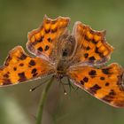 C-Falter (Polygonia c-album)