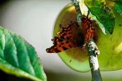 C-Falter (Polygonia c-album)