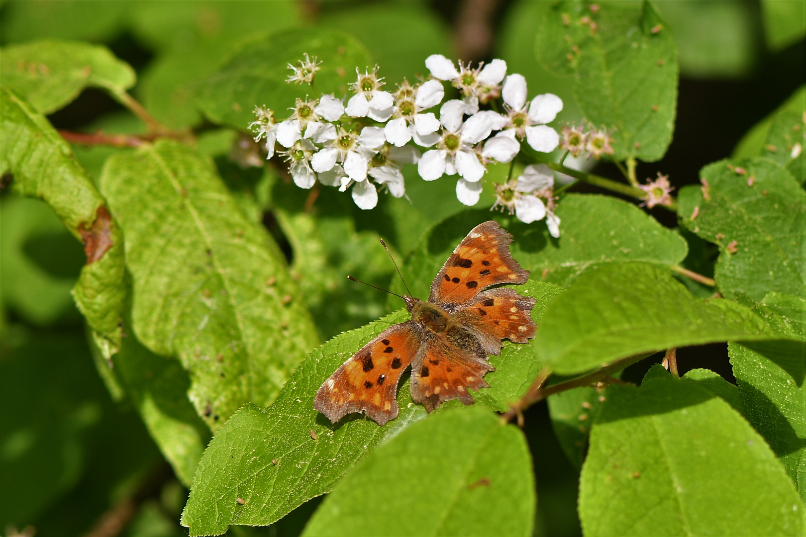 C-Falter (Polygonia c-album)