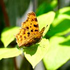 C-Falter (Polygonia c-album),