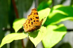 C-Falter (Polygonia c-album),