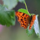 C-Falter (Polygonia c-album)