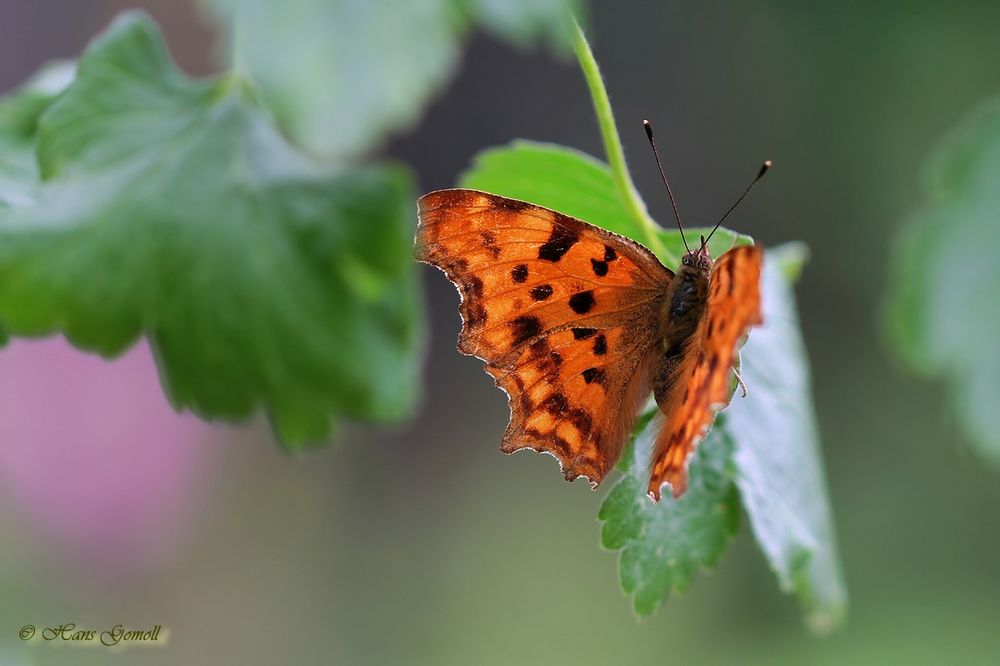 C-Falter (Polygonia c-album)