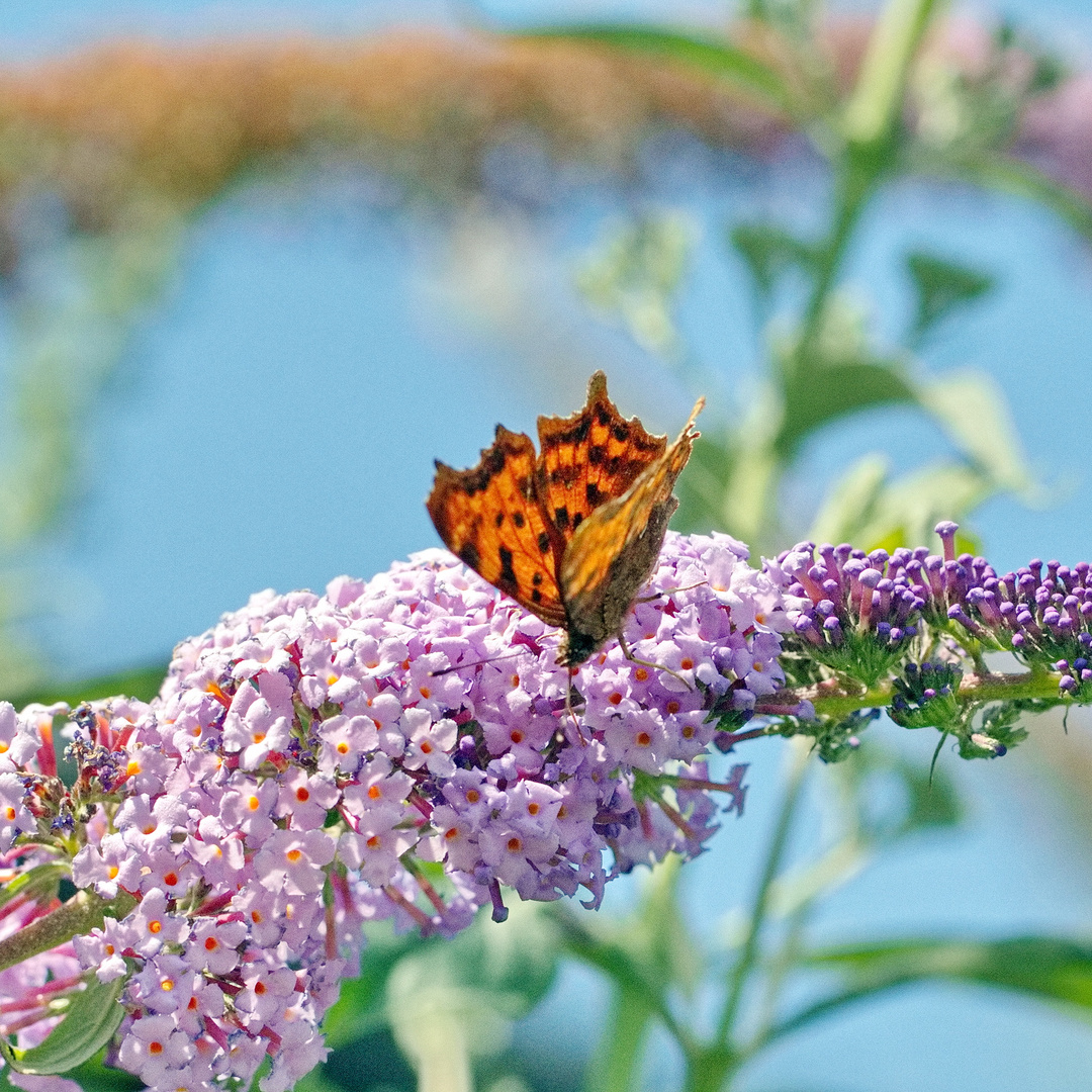 C-Falter (Polygonia c-album)