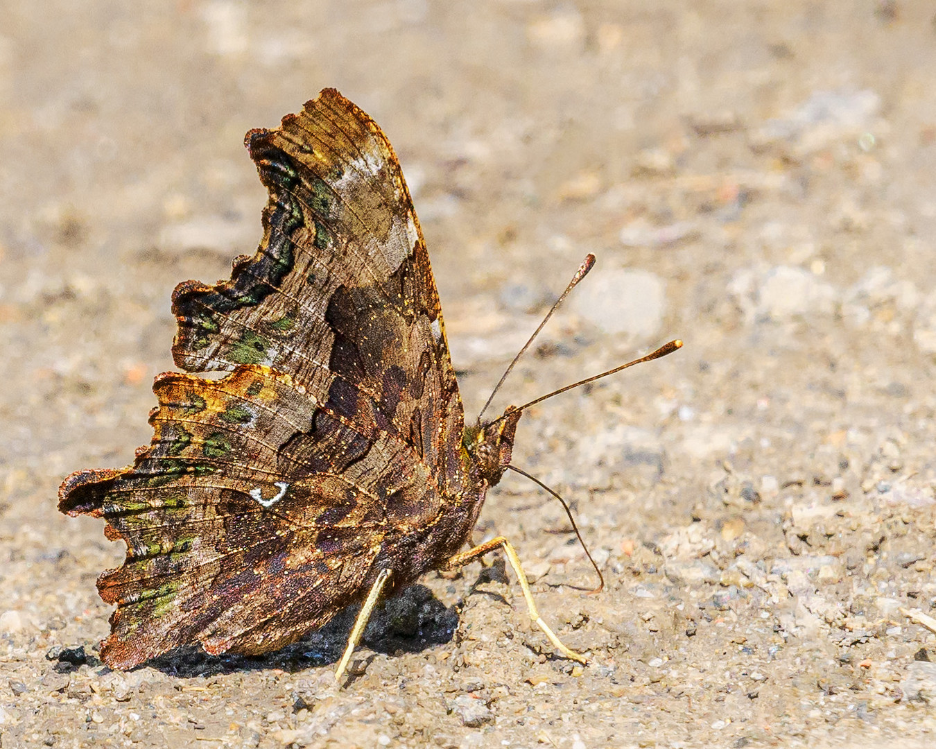 C-Falter ( Polygonia C-album )