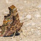 C-Falter ( Polygonia C-album )