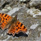 C-Falter (Polygonia c-album)