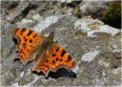 C-Falter (Polygonia c-album)