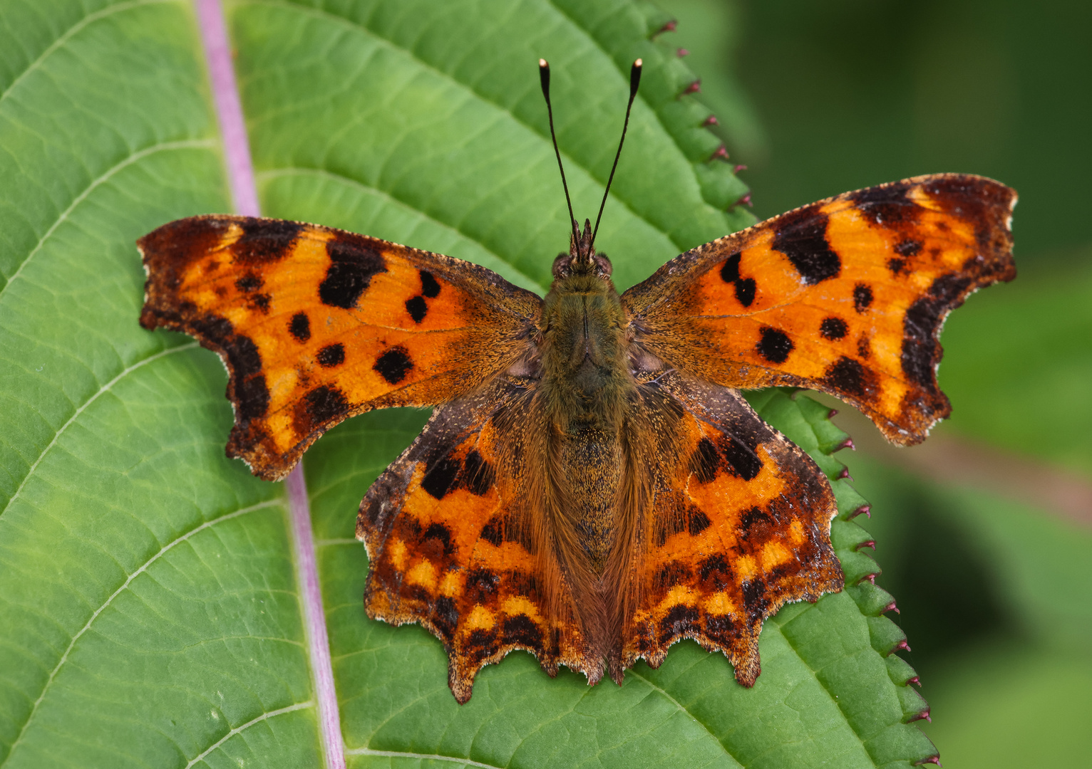 C-Falter (Polygonia c-album)