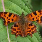 C-Falter (Polygonia c-album)