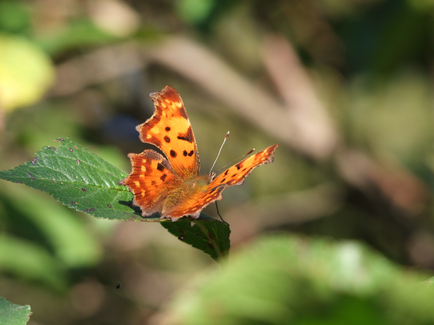 C-Falter (Polygonia c-album)