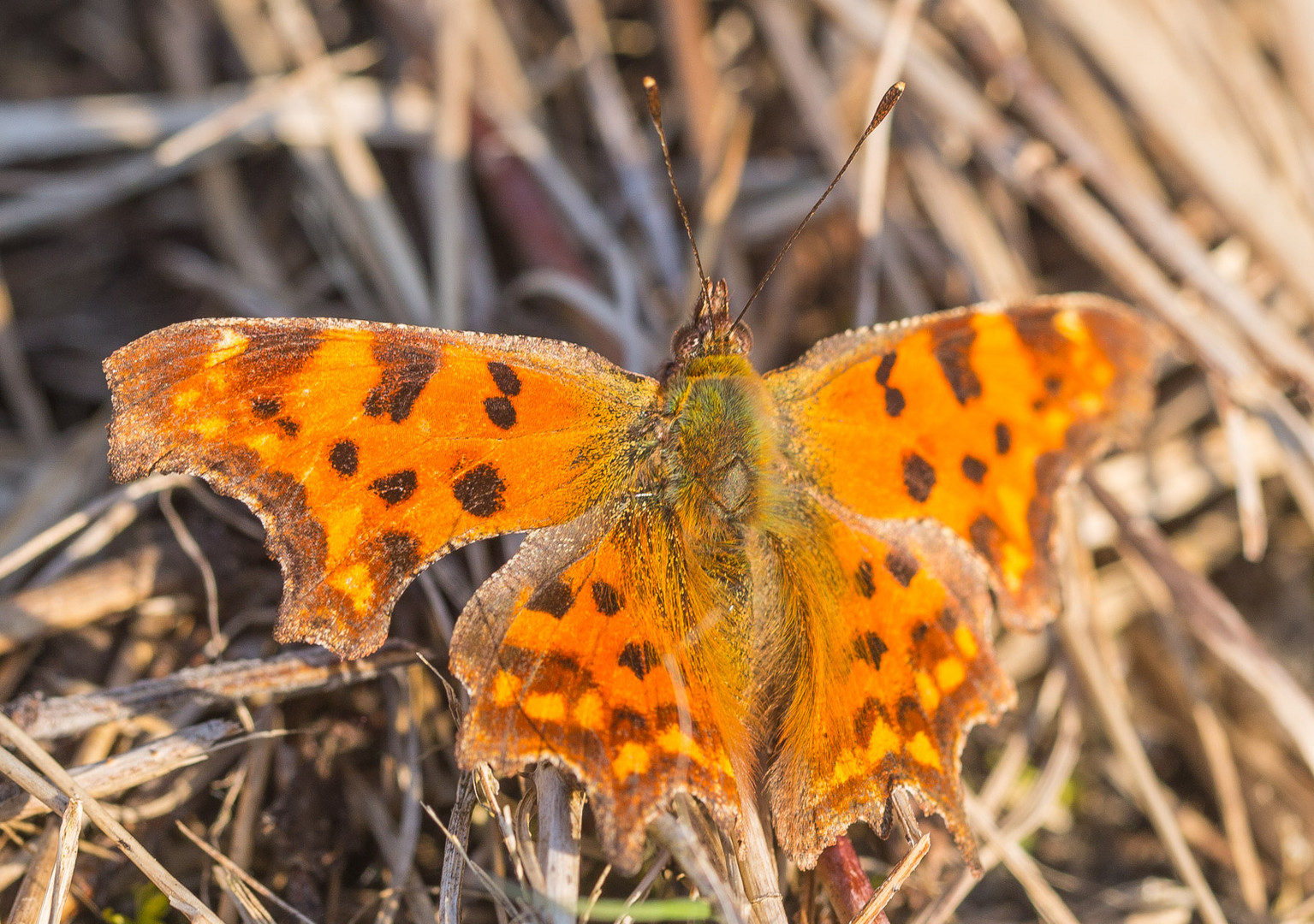 C-Falter Polygonia c-album