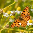 C-Falter ( Polygonia c-album ) 