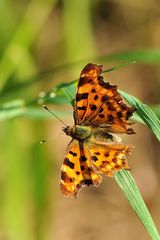 C-Falter (Polygonia c-album)