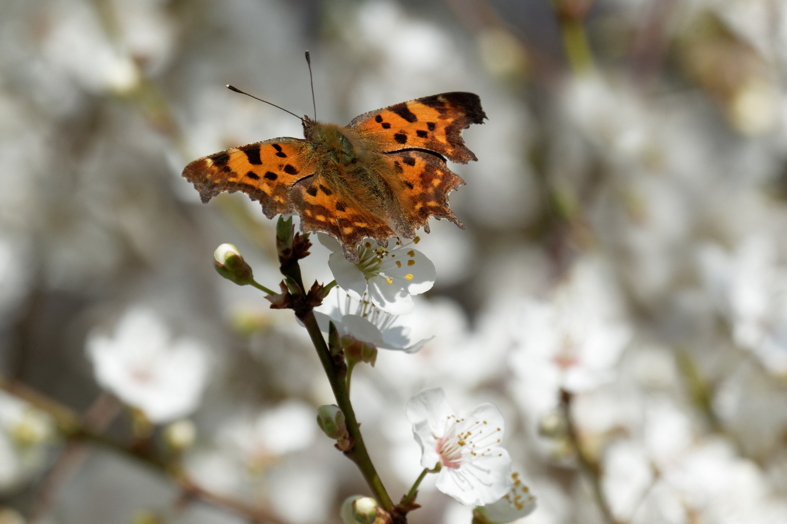 C-Falter (Polygonia c-album)