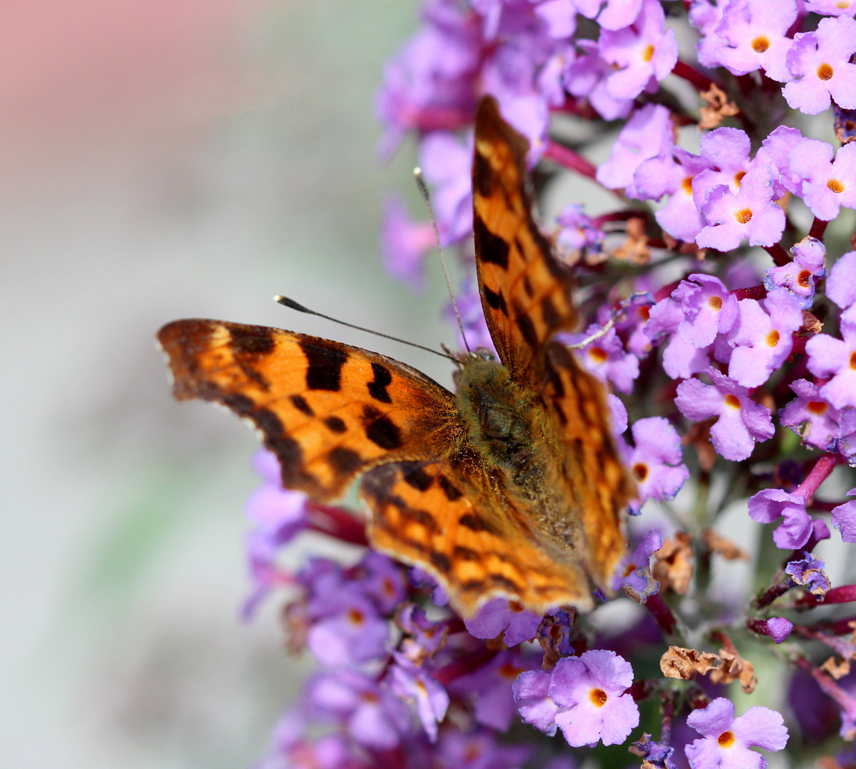 C-Falter Polygonia c-album