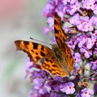 C-Falter Polygonia c-album