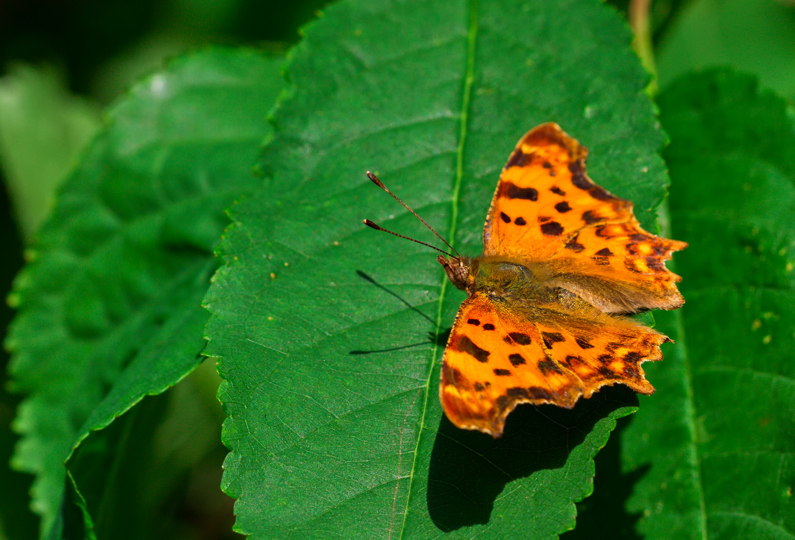 C-Falter (Polygonia c-album)