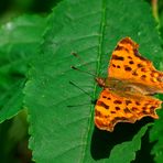 C-Falter (Polygonia c-album)