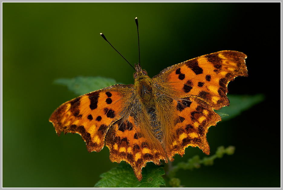 C-Falter (Polygonia c-album)