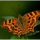 C-Falter (Polygonia c-album)