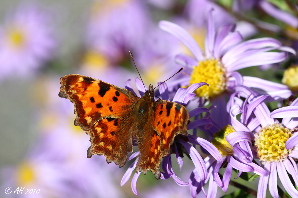 C-Falter (Polygonia c-album)