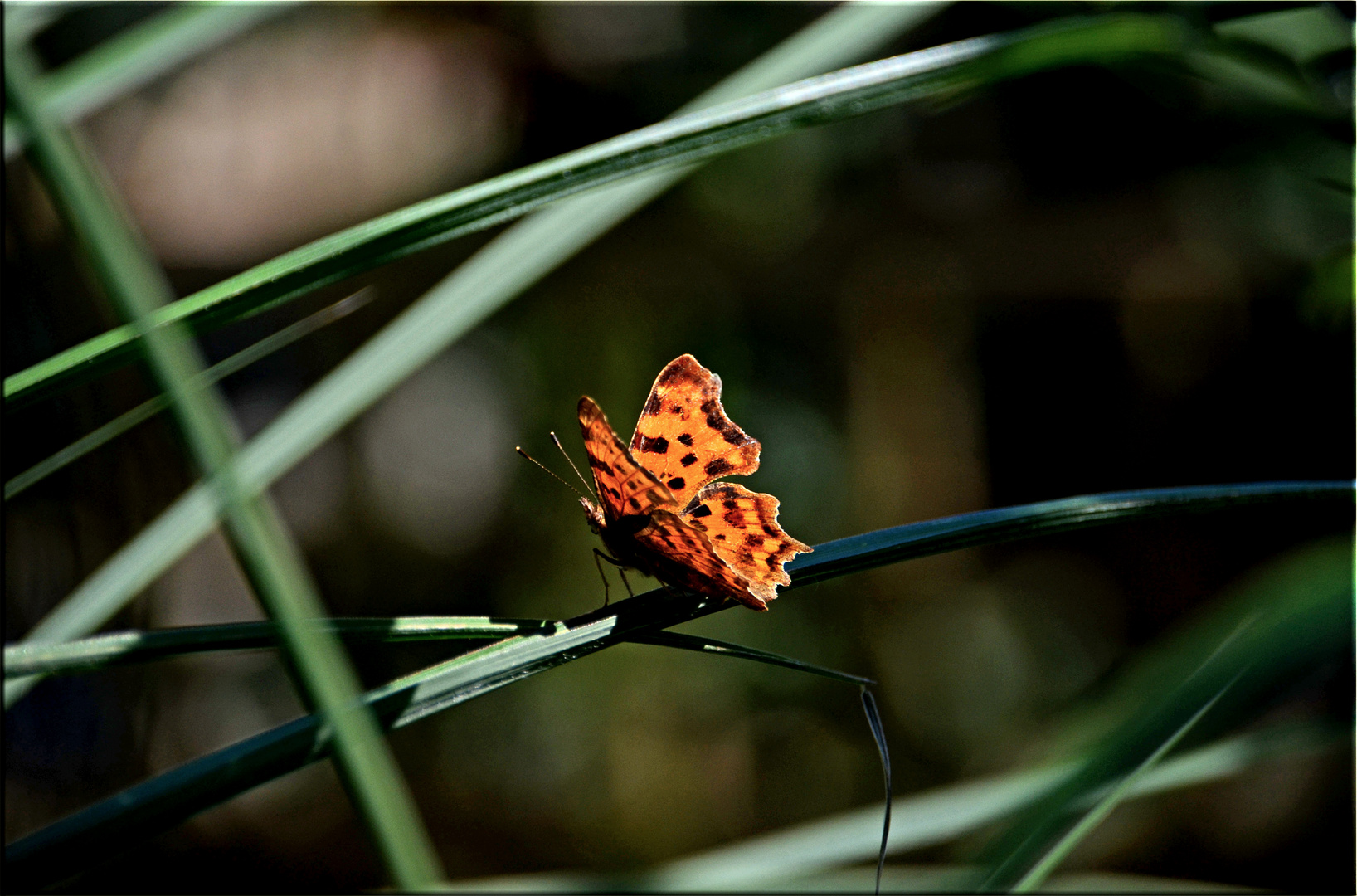 C-Falter Polygonia c-album