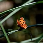 C-Falter Polygonia c-album