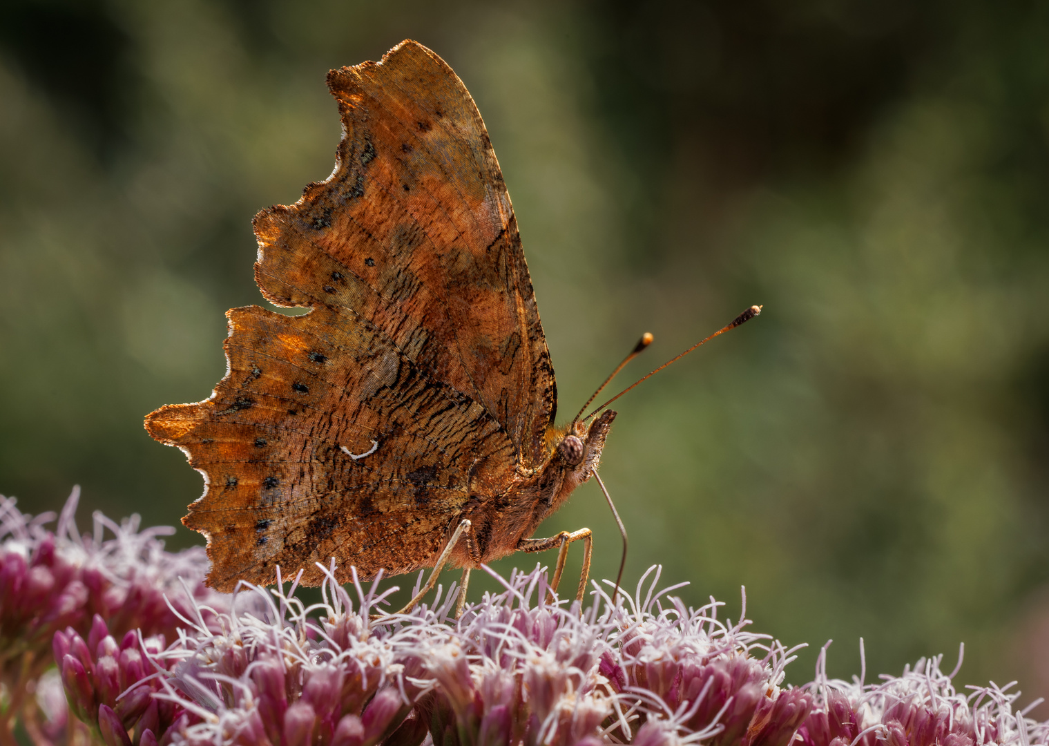 C-Falter (Polygonia c-album)