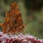 C-Falter (Polygonia c-album)