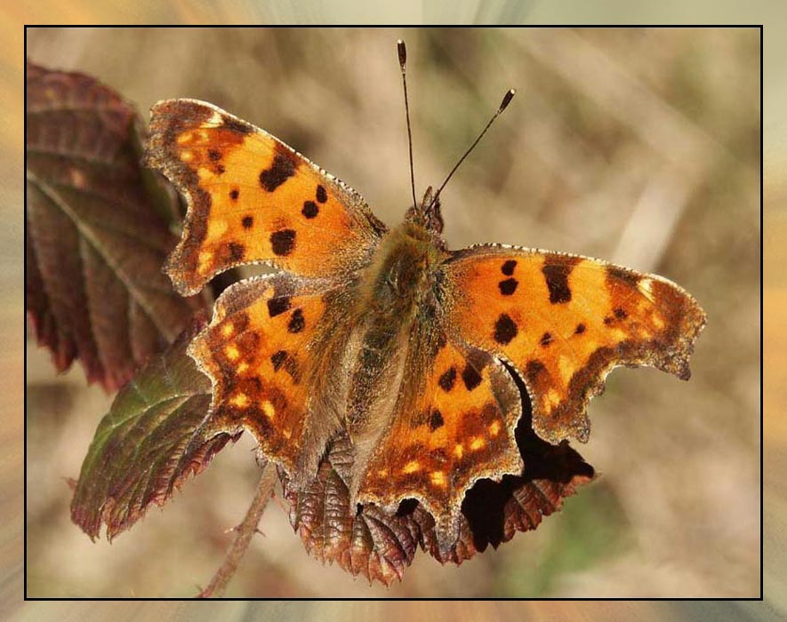 C-Falter -- Polygonia c-album