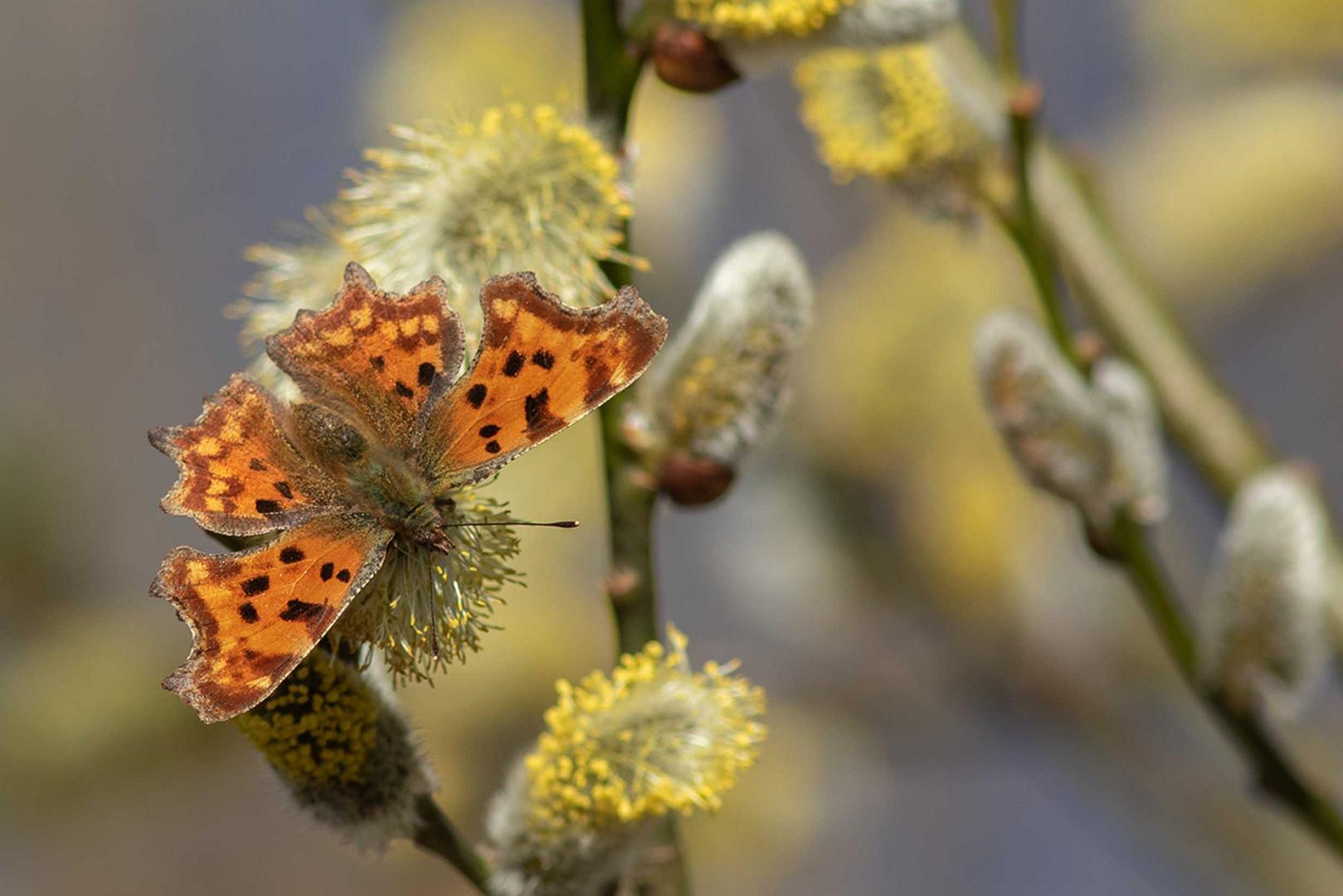 C-Falter (Polygonia c-album)