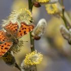 C-Falter (Polygonia c-album)