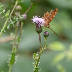  C-Falter Polygonia c-album 