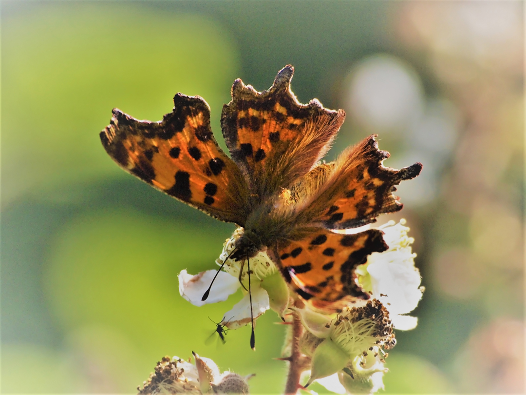 C-Falter (Polygonia c-album)