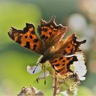 C-Falter (Polygonia c-album)