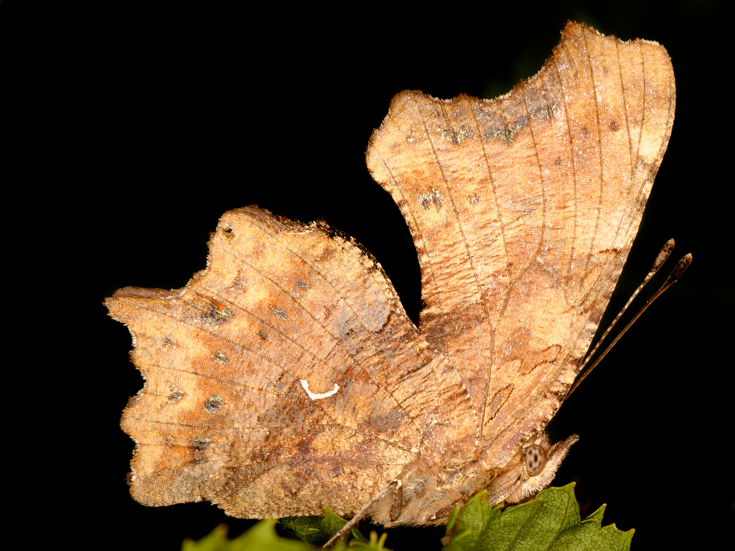 C-Falter (Polygonia c-album)