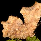 C-Falter (Polygonia c-album)