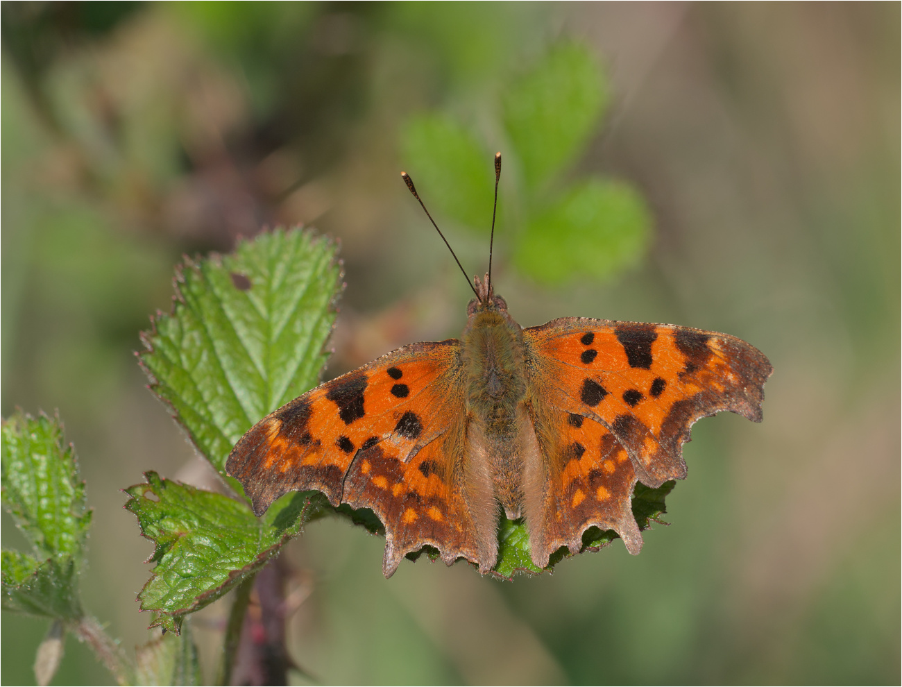 C-Falter (Polygonia c-album)