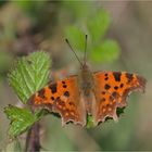 C-Falter (Polygonia c-album)