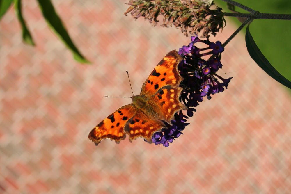 C-Falter (Polygonia C-album)