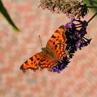 C-Falter (Polygonia C-album)