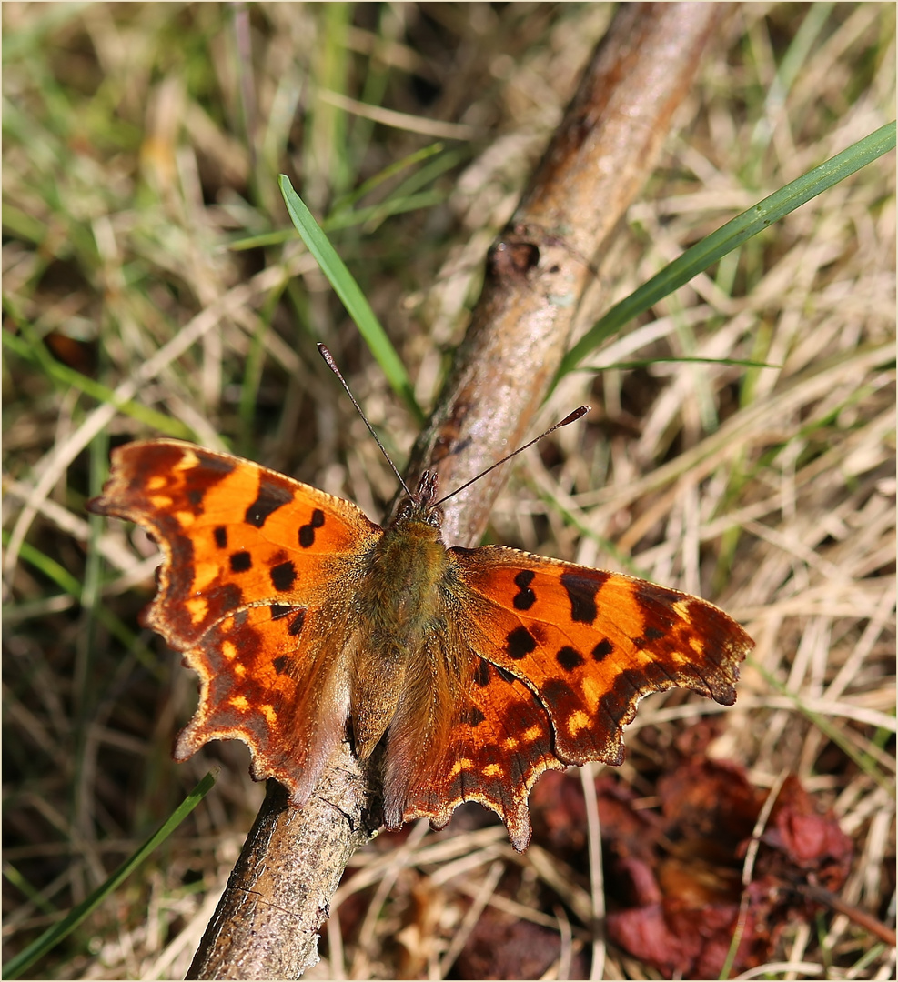 C-Falter (Polygonia c-album).